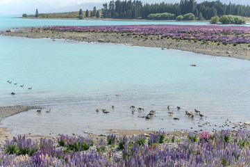 wading birds and blossoming lupin flowers at Tekapo lake shore, New Zealand