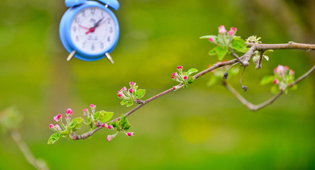 time concept.blue alarm clock on an apple flowers in orchard