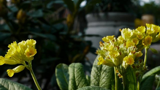 A Primula Pure Yellow panning form left to right in the sunlight
