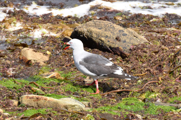 Dolphin gull in  East Falkland