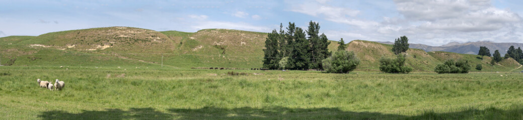sheep flock in green hilly countryside, near Kimbell, New Zealand