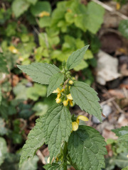 Gros plan sur une fleur à deux lèvres barbues jaunes du Lamium galéobdolon ou lamier jaune aux feuilles velues dentelées maculé de taches argentées