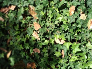 Plantas