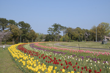 チューリップ花壇に5色の花が咲いている公園の風景