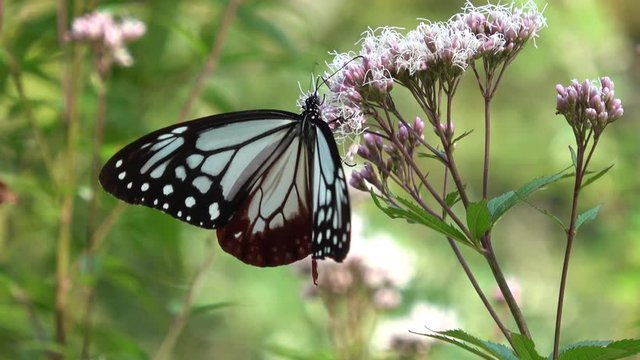 Slow motion of Parantica sita, the chestnut tiger butterfly. Asagimadara. 4K