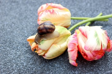 A snail creeping on a tulip flower on a nasser background. A grape snail sits on a pink flower.