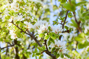Flowering branch of pear tree. Pear tree flowers and buds. Pear blossom in early spring. Shallow depth of field.