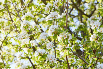 Fototapeta na wymiar Flowering branch of pear tree. Pear tree flowers and buds. Pear blossom in early spring. Shallow depth of field.