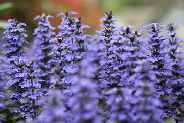 春の野に咲くアシュガ