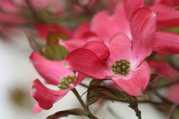 ピンクのハナミズキ