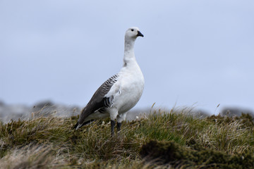Male upland goose in  East Falkland