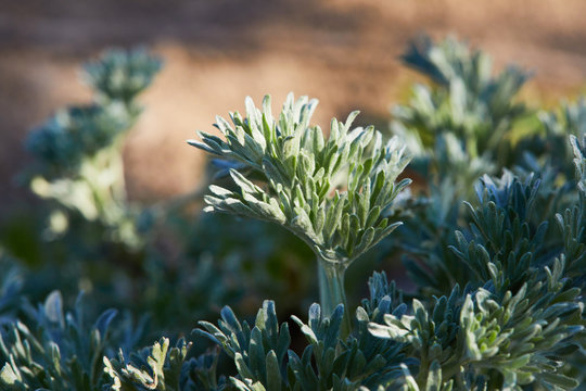 Wormwood leaves background. Artemisia absinthium (absinthe, absinthium, absinthe wormwood, wormwood) plant, close up macro