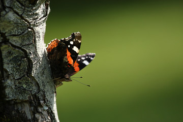 Fototapeta na wymiar Papillon sur tronc d'arbre