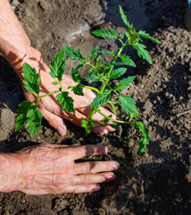 Farmer planting young seedlings of tomato in vegetable garden.