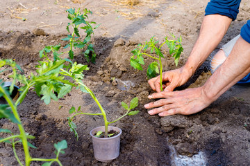Man farmer planting tomato seedlings in garden outdoors.