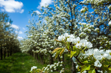 blooming pear tree in spring