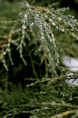 Dew drops on a cloudy afternoon on the pine leaves of a pine tree