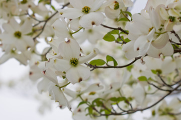 白いハナミズキ