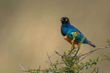 Superb starling perched in thorny acacia tree