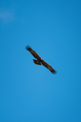Tawny eagle glides under perfect blue sky