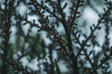Green and Wet Leaves in a Rainy Day