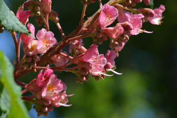 pink cherry blossom