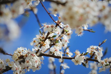 Photo of beautiful plumy blossom, abstract natural background, fine art, spring time season, floral wallpaper, soft focus, little white flowers on tree branch