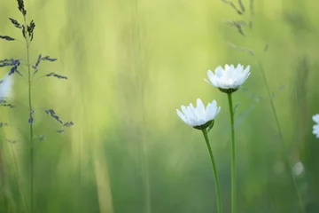 Foto op Plexiglas Tender two daisy flowers on a green meadow. © Ann Stryzhekin