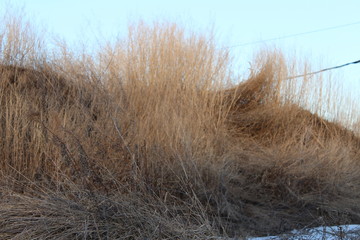 dry grass in spring