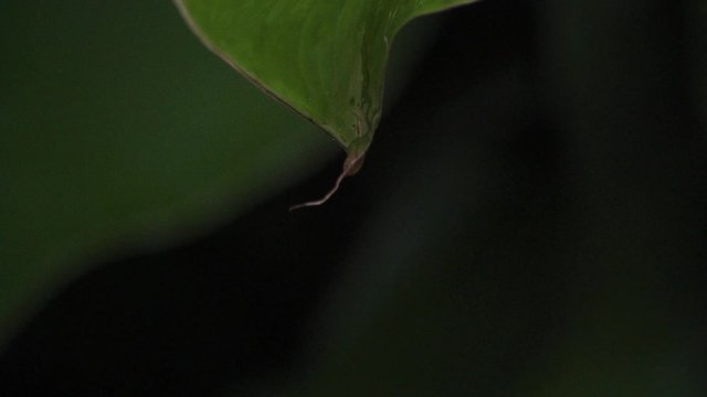 drops from a wet leaf in the middle of a rainy green jungle