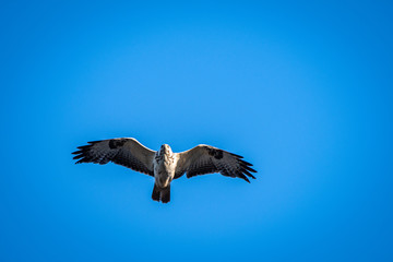 Great buzzard flying on blue sky
