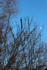 willow branches against the blue sky