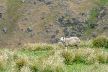 sheep and tussock on green slope, Godley Head, New Zealand