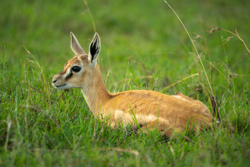 Thomson gazelle fawn lies in long grass