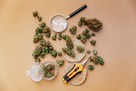 top view of green marijuana buds, cannabis oil capsule , scissors. Flat lay