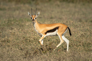 Naklejka na ściany i meble Thomson gazelle running across savannah facing camera