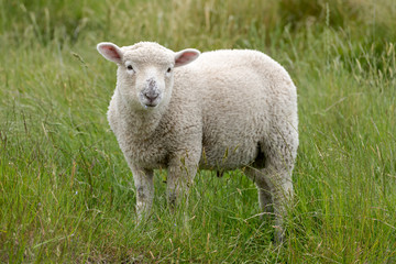 Naklejka na ściany i meble lamb on green slope, Godley Head, New Zealand