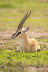 Naklejka na ściany i meble Thomson gazelle lies on grass turning head