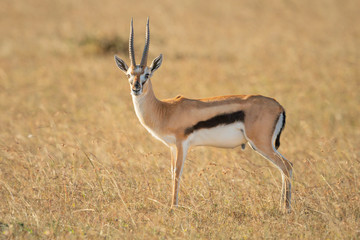 Thomson gazelle stands eyeing camera in grass