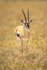 Thomson gazelle stands on savannah eyeing camera