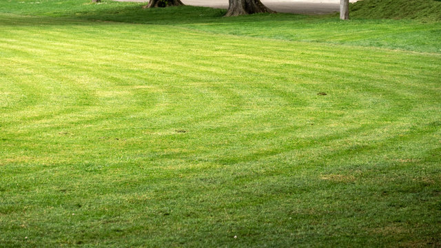 Freshly Mowed Lawn In The Park With No Visitors