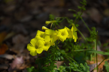 木漏れ日を浴びた黄色いオキザリス