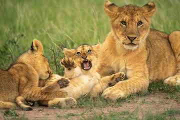 Obraz na płótnie Canvas Three lion cubs play fight in grass