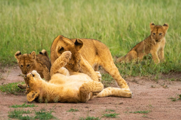 Obraz na płótnie Canvas Three lion cubs play fighting beside another