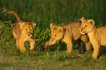 Three lion cubs play fight on grass