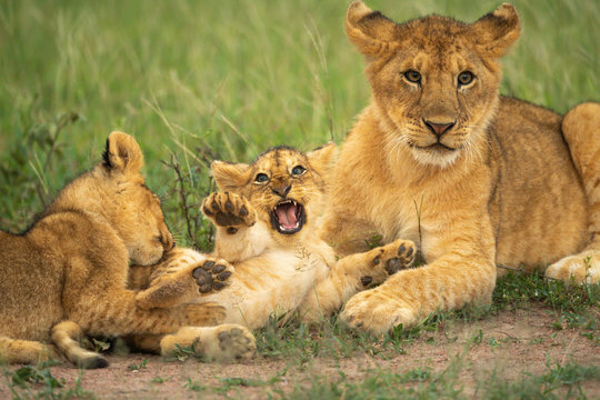 Three lion cubs play fight in grass
