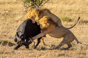 Three male lion attack buffalo from behind