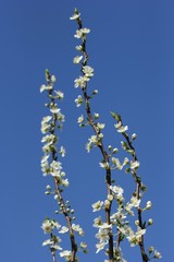blossoming cherry tree