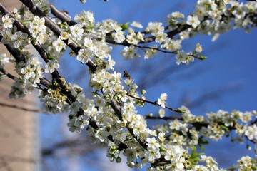 cherry tree blossom