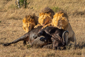 Three male lion eating Cape buffalo carcase